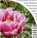  ?? FEED ME compost or manure ?? Enrich peonies with