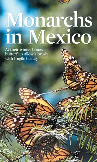  ??  ?? The monarch butterflie­s that spend the winter in Mexico are those that left the northern U.S. and Canada in late summer and early fall and made the long migration south to a place they had never been.