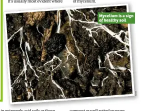  ??  ?? Mycelium is a sign of healthy soil