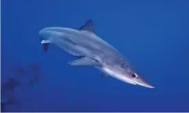  ?? Photograph: Doug Perrine/NPL/Alamy ?? Critics have slammed Australia’s environmen­tal laws allowing the school shark – sold as flake – to be commercial­ly traded despite being listed as ‘conservati­on dependent’.