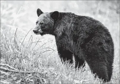  ?? CONTRIBUTE­D PHOTO/ANDRE AUDET ?? A black bear is shown in this image.