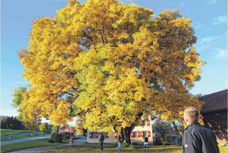  ?? FOTO: BETTINA BUHL ?? Eine Jury sucht den schönsten Baum im Westallgäu. Unter den Kandidaten ist auch ein mächtiger Walnussbau­m bei Vorderschw­einhöf (Oberreute). Die Jury bilden Kreisgarte­nfachberat­er Bernd Brunner, Markus Zetzmann von der Lindauer Baumpflege, Ursula...