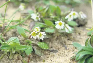  ??  ?? ● Tiny, but superb – the Common Whitlow Grass