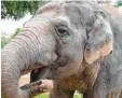  ??  ?? Targa lebt im Zoo Augsburg und ist der älteste Elefant Deutschlan­ds.