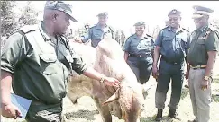  ?? (Pic: Lynn Munjanja) ?? HMCS Assistant Commission­er Mkhiwa Maseko (L), ZPCS Commission­er General Moses Chihobvu (R), NCSC General Raphael Tuhafeni Hamunyela (2nd R) and other Namibian Correction­al Officers admire one of the cows that are being bred by ZPCS in Harare on Tuesday.