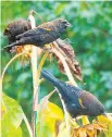  ?? THE ASSOCIATED PRESS ?? People can improve habitat for wildlife by using a variety of native plants.