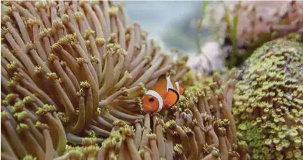  ??  ?? A clownfish is among the species of ornamental fish at PDOFC.