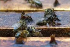  ??  ?? A poisoned bee agonizes as bees surroundin­g it try to escape at a poisoned beehive in Santa Fe de Antioquia, Antioquia department, Colombia.