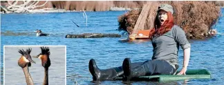  ?? PHOTOS: BARRY HARCOURT ?? Department of Conservati­on Ranger Catherine Brimecome gets a little too close to the water as she checks out flotation on a floating nesting platform. Inset: A pair of crested grebes perform a courtship display on Lake Te Anau.