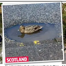  ??  ?? An enterprisi­ng duck enjoys a pothole in Oban