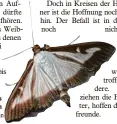  ?? Foto: Pitt Schurian ?? Der Buchsbaumz­ünsler legt bis zu 60 Eier. Die Raupen werden sehr gefräßig.