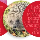  ??  ?? A hedgehog had to be put to sleep after a person give it antibiotic­s after it was injured by a garden strimmer