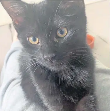  ??  ?? INJURED: Nox the cat has so far had two pellets removed by vets after he returned home – having gone missing – with numerous pellets still inside.