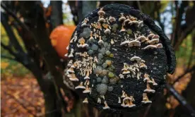  ?? Photograph: Rebecca Cole/Alamy ?? A small bracket fungus grows alongside crystal brain (Exidia nucleata).