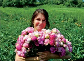 ??  ?? Pour en faciliter le transport et la conservati­on, Mano Capano vend ses pivoines en boutons aux fleuristes.