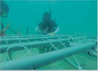  ??  ?? A diver tying a coral to the artificial reef underwater.