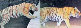  ?? HT FILE ?? Eightyearo­ld Ookhan, who went missing from Tadoba reserve (left), was spotted 80100 km away near Pathri, a village close to Ghodazhari area (right), where safaris recently began