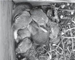  ?? Dana Coffield, The Denver Post ?? Cottontail rabbit kits nesting in a cold frame.