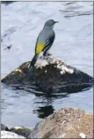  ?? ?? A grey wagtail joins Ken to survey the view.