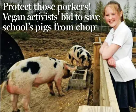  ??  ?? Learning experience: Pupil Charlotte Heap, 11, with the two Gloucester Old Spots at Farsley Farfield Primary School’s on-site farm