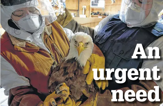  ?? AL EASTMAN. ?? This mature bald eagle was brought in to the Cobequid Wildlife Rehabilita­tion Centre for evaluation after a territoria­l dispute with another eagle.