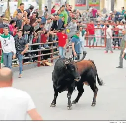  ?? ERASMO FENOY ?? Uno de los toros de los encierros del Toro Embolao de 2019.