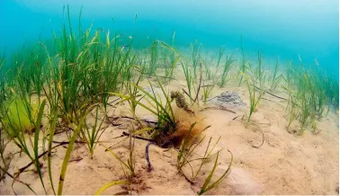  ??  ?? Anchoring management measures are likely to be introduced to protect the seagrass beds at Studland Bay