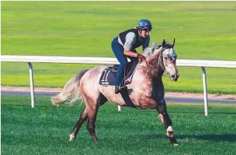  ?? Rex Features ?? ■ Magical Memories exercising at Meydan Racecourse ahead of a shot at the Al Quoz Sprint (Group 1), one of the nine races on a glittering Dubai World Cup card.