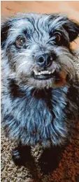  ?? Foto: Walter Loos ?? Bitte lächeln: Hund Oscar aus Illertisse­n weiß, wie es geht.
