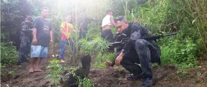  ?? CONTRIBUTE­D FOTO ?? MARIJUANA. Operatives of the City Public Safety Company uproot the marijuana plants found in the uphill village of Adlaon, Cebu City.