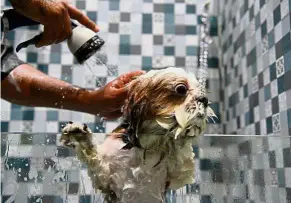  ?? — AFP ?? Spa-cial treatment: An employee bathing a dog at Critterati.