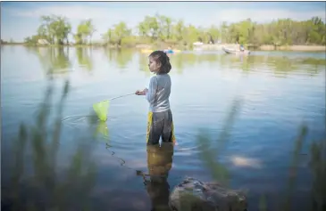  ?? @TMartinHer­ald Herald photos by Tijana Martin ?? Avelina Van Dellen, 7, uses her net to try and catch minnows while out camping with her family at Park Lake Provincial Park on Monday.