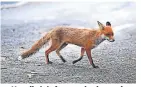  ?? ?? > Usually it is foxes or badgers that fall victim to our roads