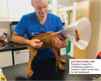 ??  ?? Let’s have a look, Loki: Pup gets a hug after undergoing surgery to remove a child’s arrow he had swallowed that