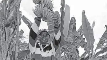  ?? (PHOTO BY ALFRED ABREA/RPCO 13) ?? BANANA BOOST. KIFAPCO Manager Reden G. Arsenal proudly shows the fruit of their hard labor. The establishm­ent of two-hectare banana lakatan plantation and buying station is expected to elevate agricultur­al production of banana industry in Veruela,...