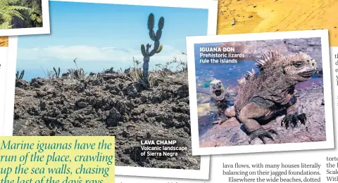  ??  ?? LAVA CHAMP Volcanic landscape of Sierra Negra IGUANA DON Prehistori­c lizards rule the islands