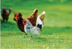  ?? Foto: WDnet Studio, Fotolia ?? Rund 180 verschiede­ne Hühnerrass­en gibt es in Europa.