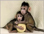  ?? SUN QIANG AND MUMING POO/CHINESE ACADEMY OF SCIENCES ?? Cloned macaques monkeys Zhong Zhong and Hua Hua, both female, play with a toy. They are about 2 months old.