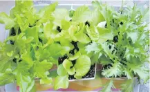  ?? HELEN CHESNUT ?? These salad greens — Baby Oakleaf and Tom Thumb lettuce, and endive, were ready to be transplant­ed in mid-July for a continuing supply of summer salad greens.