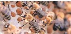  ?? FOTO: SVEN HOPPE/DPA ?? Bienen sind besonders vom Aussterben bedroht.