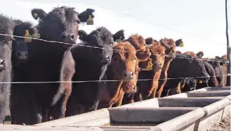  ??  ?? Ternerada. Antes de ir a pastorear el campo natural, los terneros pasan un trimestre en el corral consumiend­o una dieta a base de sorgo y núcleo proteico. El objetivo de estos tres meses es ganar 70 kilos por animal.