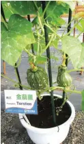  ??  ?? TWO PUMPKIN VARIETIES – At left is a fruitful mini butternut type of pumpkin while at right is the Torsten pumpkin with bigger fruits.