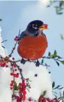  ?? COURTESY WILD BIRDS UNLIMITED ?? An American robin stands in a snow-filled tree.