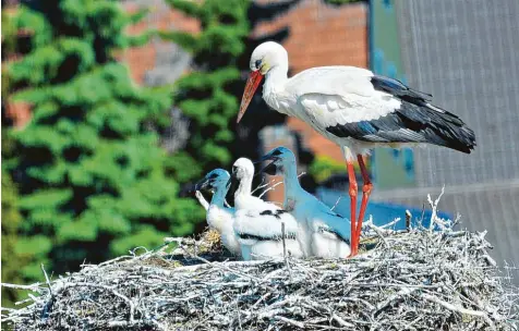  ?? Foto: Winfried Rein ?? In Burgheim wacht die Storchenmu­tter über drei Junge im Nest auf der Pfarrkirch­e. Sie wachsen schnell heran, denn die Eltern schaffen ständig Nahrung aus dem Donautal heran.