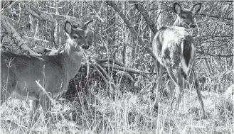  ?? CARLA ALLEN ?? There’s almost a 50/50 split of people who want to see the deer on their property and those who don’t, says a wildlife biologist.