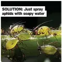  ??  ?? SOLUTION: Just spray aphids with soapy water