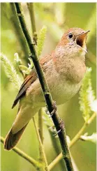  ?? FOTO: DPA ?? Nachtigall-Männchen sind bekannt für ihren Gesang.