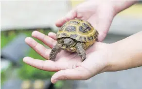  ?? GETTY IMAGES/ISTOCKPHOT­O ?? The CDC estimates reptiles and turtles are responsibl­e for 70,000 salmonella-related illnesses a year.