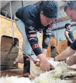  ?? ?? Giving it a go . . . Papakura High School pupil Lagavale Emau Tupai (16) shears a sheep in West Otago.