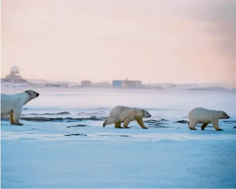  ?? Foto: Steven Kazlowski, Imago Images ?? Umwelt‰experten sehen große Gefahren für die ohnehin bedrohten Eisbären, sollte in der Arktis verstärkt nach Öl gebohrt werden.